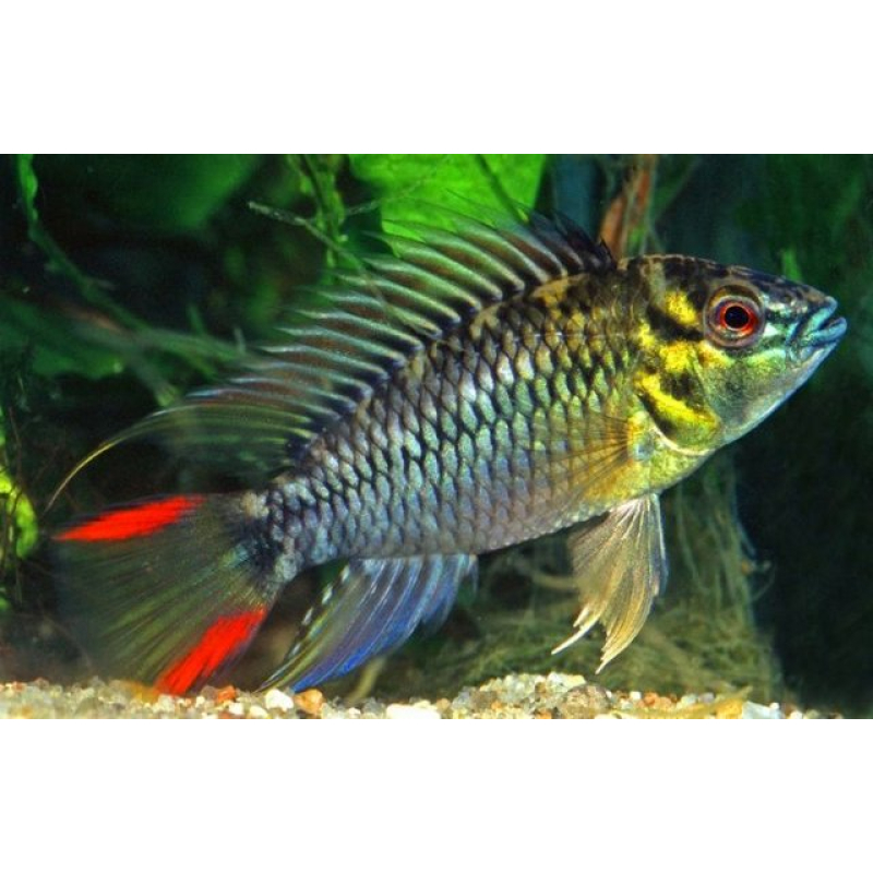 Apistogramma Hoignei 3-4cm